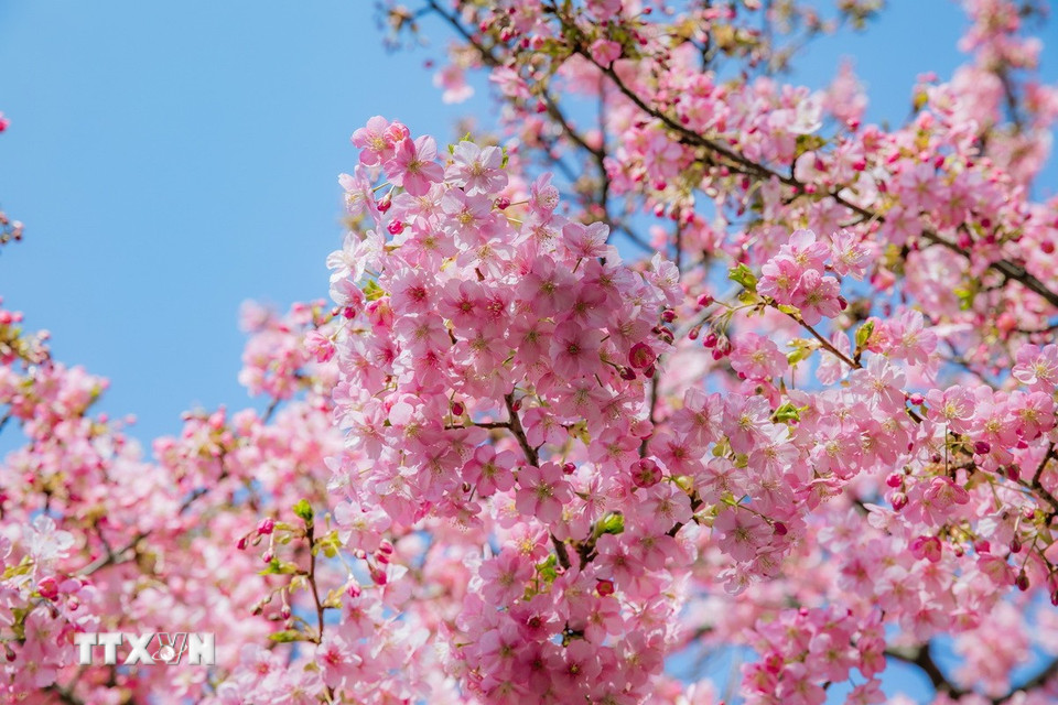 Hoa có 5 cánh màu hồng tươi và nở thành chùm cùng với lá non. (Ảnh: Xuân Giao/TTXVN)