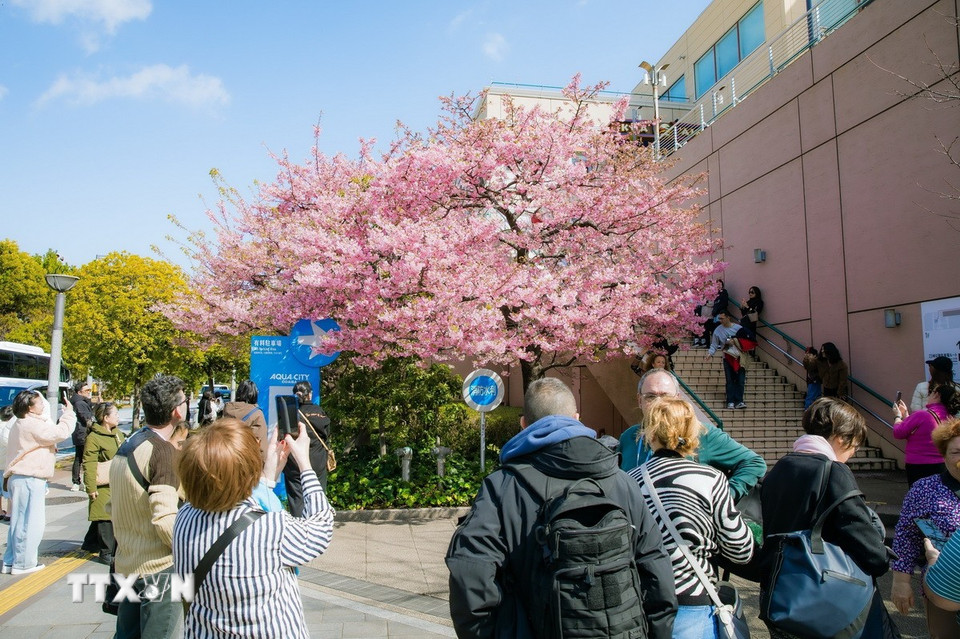 Du khách chụp ảnh bên một cây anh đào Kawazu nở rộ. (Ảnh: Xuân Giao/TTXVN)