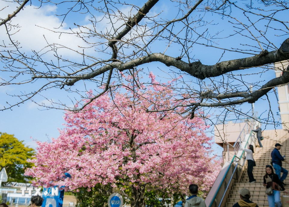 Trong khi Somei - Yoshino vẫn còn đang "ngủ Đông" thì anh đào Kawazu đã khoe sắc hồng đón nắng. (Ảnh: Xuân Giao/TTXVN)
