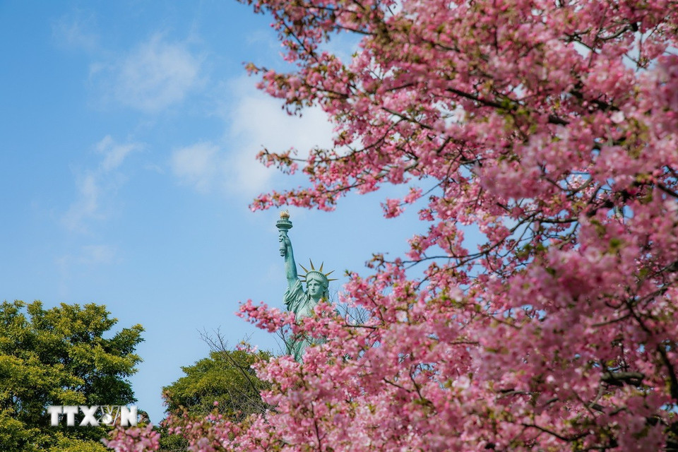 Những chùm hoa hồng rực rỡ dưới nắng mang lại cảm giác mùa Xuân đến sớm giữa không gian hiện đại của Tokyo. (Ảnh: Xuân Giao/TTXVN)