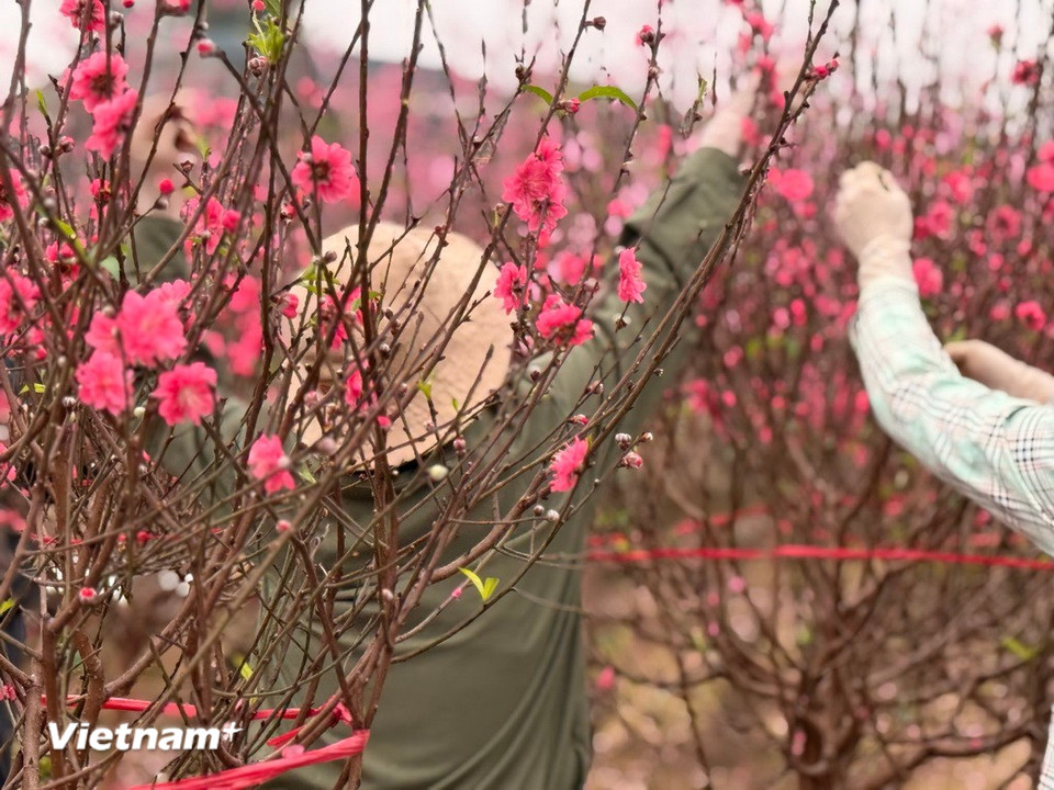 Người trồng đang tỉ mỉ chăm sóc từng cây đào. (Ảnh: Thái Hà/Vietnam+)