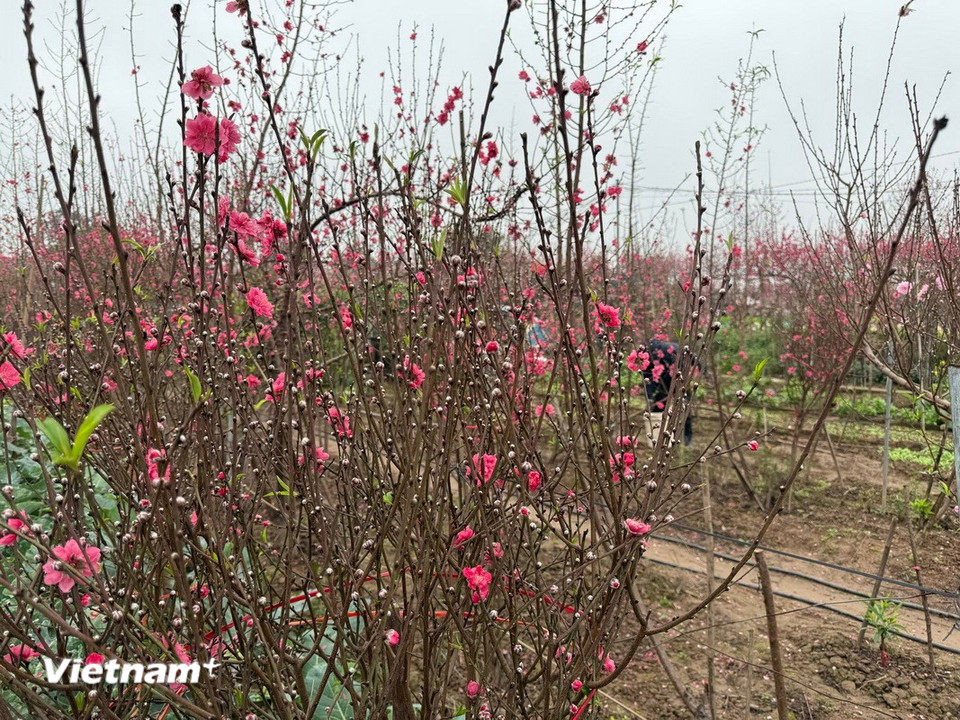 Những nụ đào chờ mùa Xuân tới. (Ảnh: Thái Hà/Vietnam+)