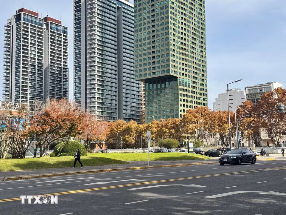 Những hàng cây phong Platanus ngả vàng dần trút lá vào cuối Thu tại khu phố Puerto Madero ở thủ đô Buenos Aires. (Ảnh: Diệu Hương/TTXVN)