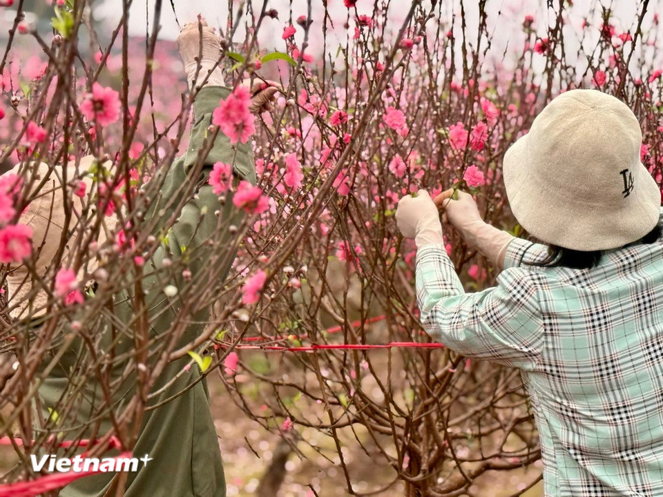 Người trồng đang tỉ mỉ chăm sóc từng cây đào. (Ảnh: Thái Hà/Vietnam+)
