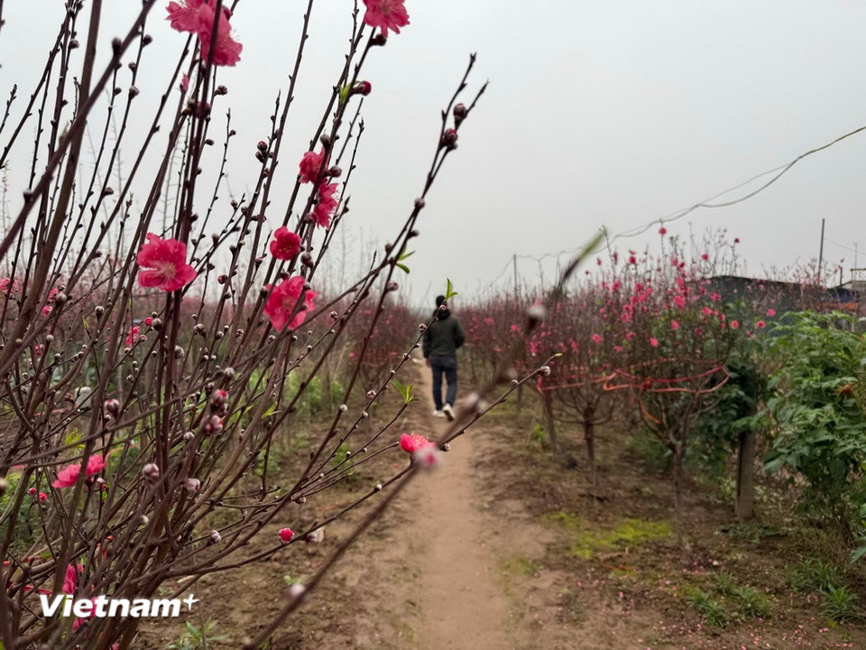 Người mua đang lựa chọn cây tại vườn Đào Nhật Tân. (Ảnh: Thái Hà/Vietnam+)