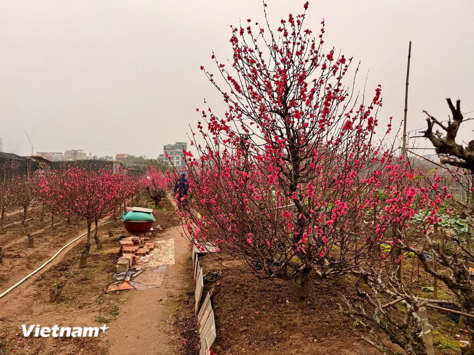 Gốc đào lâu năm tại vườn Đào Nhật Tân. (Ảnh: Thái Hà/Vietnam+)