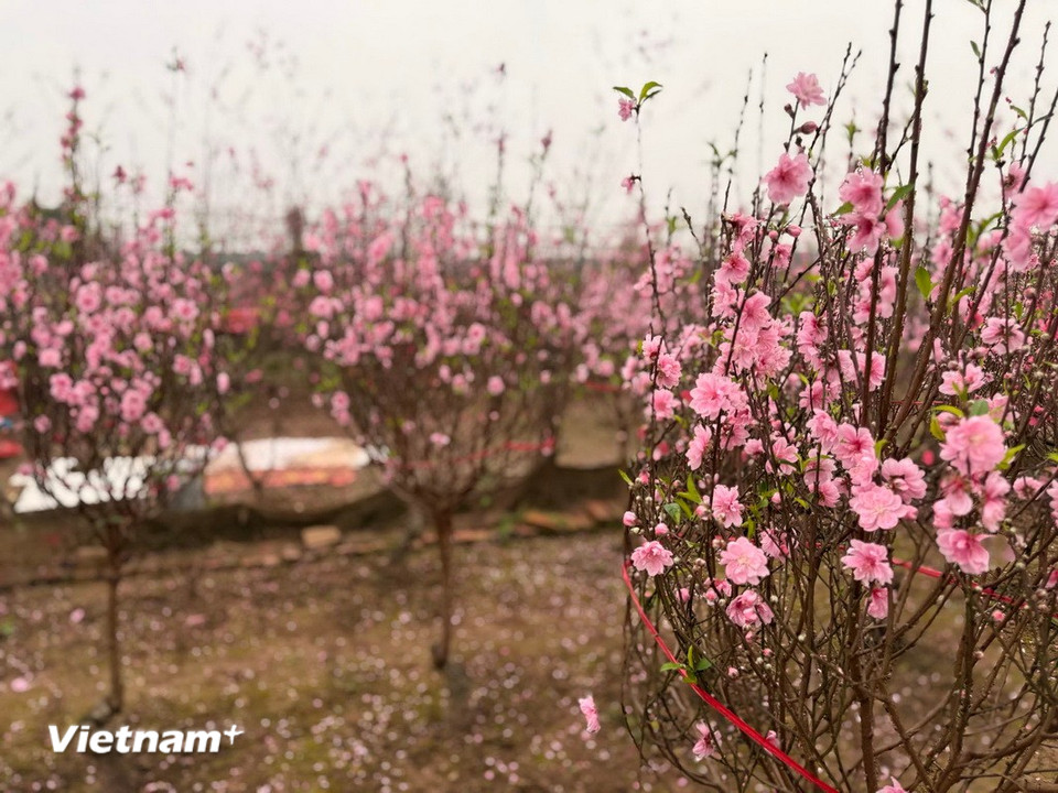 Vẻ đẹp mùa Xuân tại vườn Đào Nhật Tân, Hà Nội. (Ảnh: Thái Hà/Vietnam+)