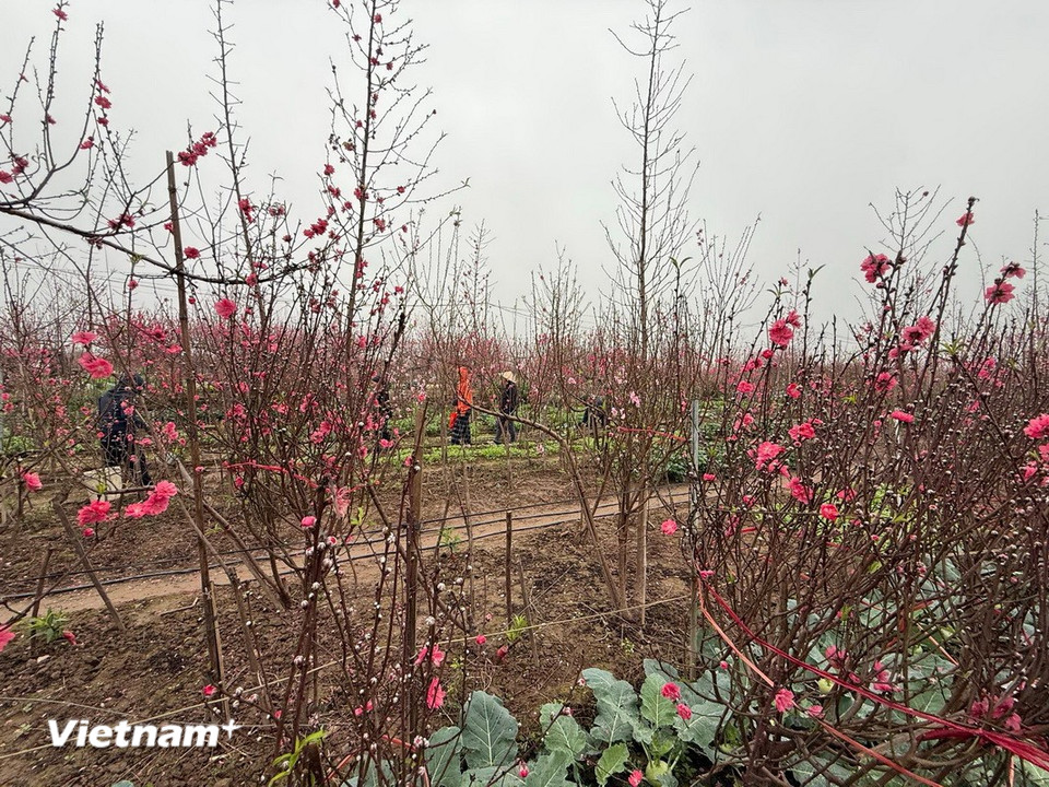 Vườn Đào Nhật Tân. (Ảnh: Thái Hà/Vietnam+)