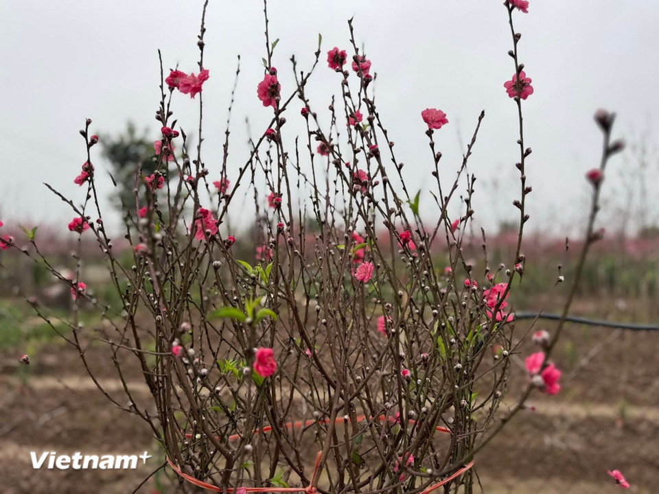 Nụ đào chờ mùa Xuân tới. (Ảnh: Thái Hà/Vietnam+)