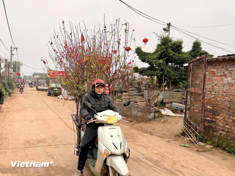 Những cành đào đã được "chốt đơn". (Ảnh: Thái Hà/Vietnam+)