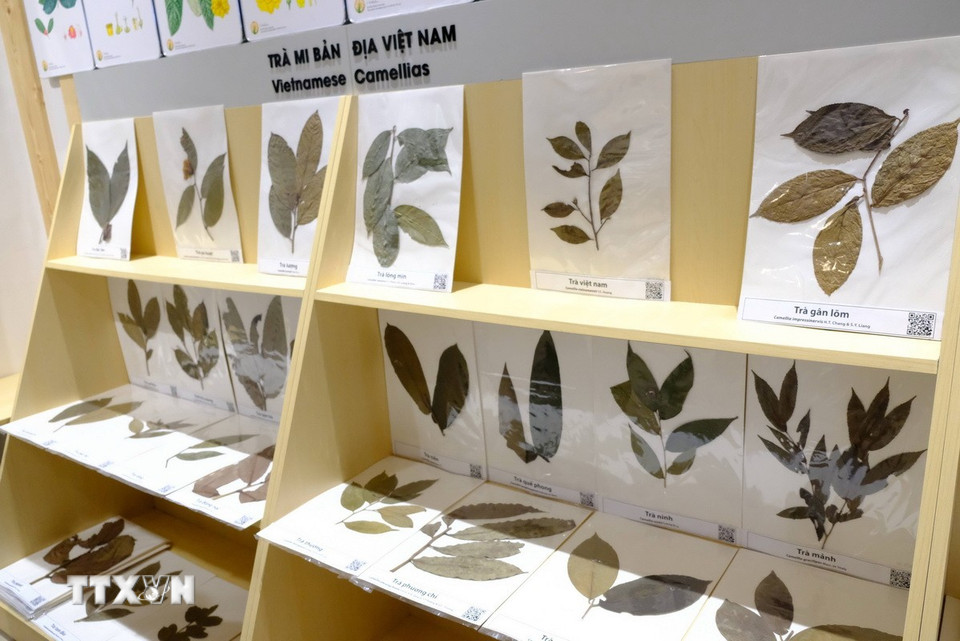 Bộ sưu tập hơn 70 loài Trà mi Việt Nam, điểm nhấn của không gian trưng bày thực vật trong Bảo tàng Đại học Đà Lạt. (Ảnh: Nguyễn Dũng/TTXVN)