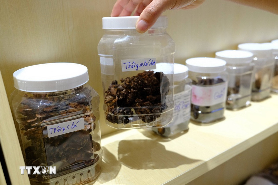 Mẫu quả thông 2 lá dẹt, một loài thông cổ quý hiếm chỉ có tại Việt Nam, hiện được phân bố chủ yếu tại Vườn quốc gia Bidoup - Núi Bà (Lâm Đồng). (Ảnh: Nguyễn Dũng/TTXVN)