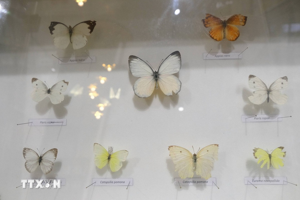 Các tiêu bản thuộc Bộ cánh vảy - Phân bộ bướm ngày được trưng bày trong Phòng côn trùng. (Ảnh: Nguyễn Dũng/TTXVN)