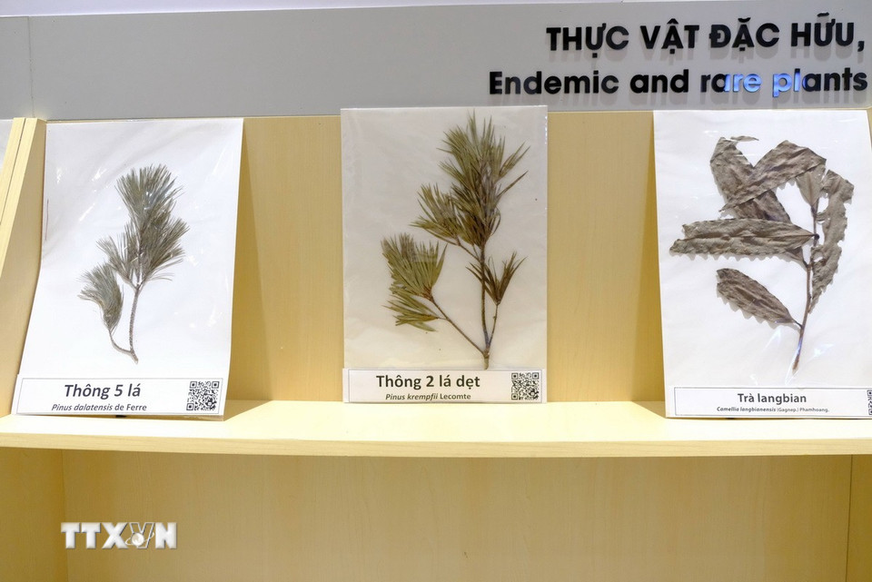 Các mẫu tiêu bản thực vật đặc hữu, quý hiếm của Lâm Đồng được trưng bày tại Nhà truyền thống, bảo tàng Đại học Đà Lạt. (Ảnh: Nguyễn Dũng/TTXVN)
