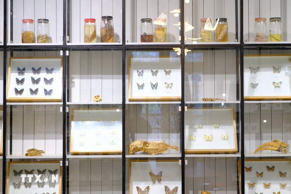 Phòng trưng bày côn trùng là sự hợp tác nghiên cứu giữa Trường Đại học Đà Lạt và Viện Tài nguyên sinh vật Hàn Quốc, được trưng bày gần 100 hộp mẫu tiêu bản cùng các mẫu động vật quý giá. (Ảnh: Nguyễn Dũng/TTXVN)