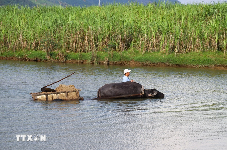 Người dân dùng trâu và xe kéo chở cát khai thác ở lòng suối về điểm tập kết ở trong bản làng, hoặc bãi bồi ven suối. (Ảnh: Xuân Tiến/TTXVN)