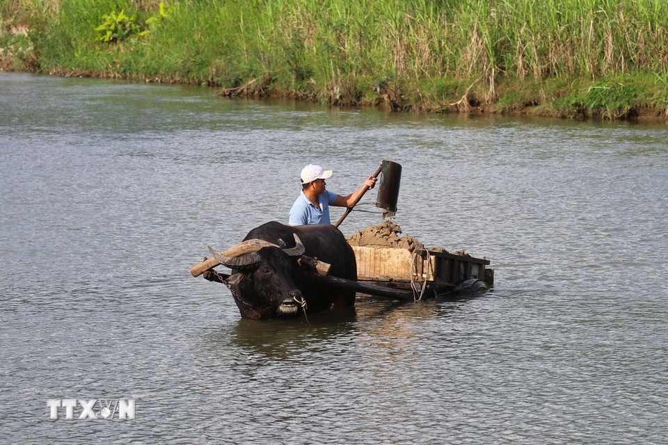 Người dân địa phương cho trâu và xe kéo xuống tận lòng suối để trực tiếp khai thác cát. (Ảnh: Xuân Tiến/TTXVN)
