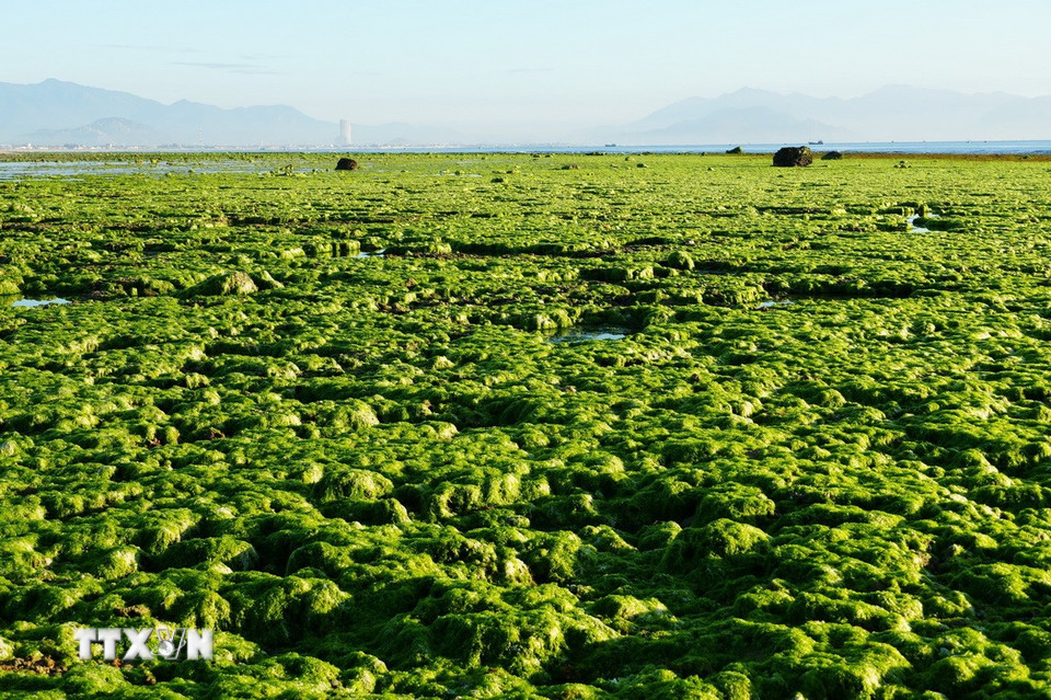 Rong biển phủ trên bãi rạn vùng biển Phước Dinh (Khánh Hòa) tựa như tấm thảm xanh khổng lồ. (Ảnh: Nguyễn Thành/TTXVN)