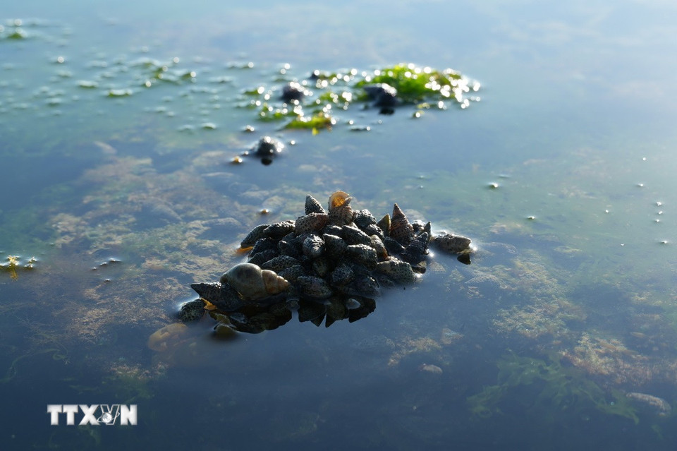 Các loài ốc và sinh vật nhỏ sinh sống, trú ngụ trong lớp rong biển ven bờ. (Ảnh: Nguyễn Thành/TTXVN)