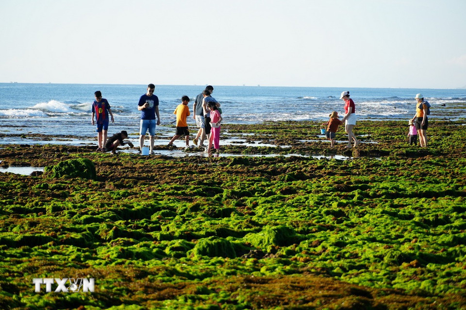 Du khách trải nghiệm tại cánh đồng rong biển ở xã Phước Dinh (Khánh Hòa). (Ảnh: Nguyễn Thành/TTXVN)