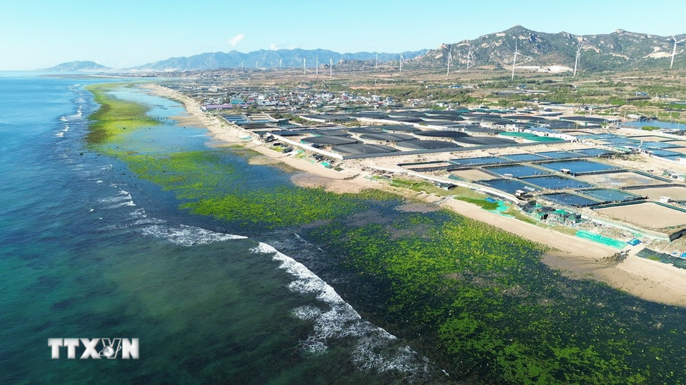 Rong biển phủ xanh bãi rạn ở xã Phước Dinh (Khánh Hòa). (Ảnh: Nguyễn Thành/TTXVN)