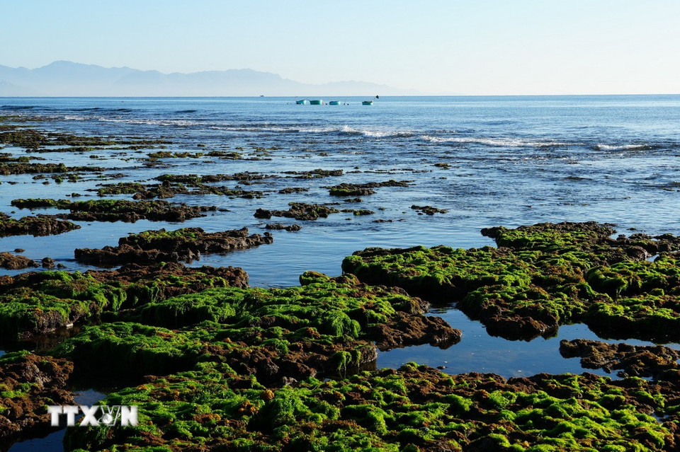 Rong biển phủ trên bãi rạn vùng biển Phước Dinh (Khánh Hòa). (Ảnh: Nguyễn Thành/TTXVN)