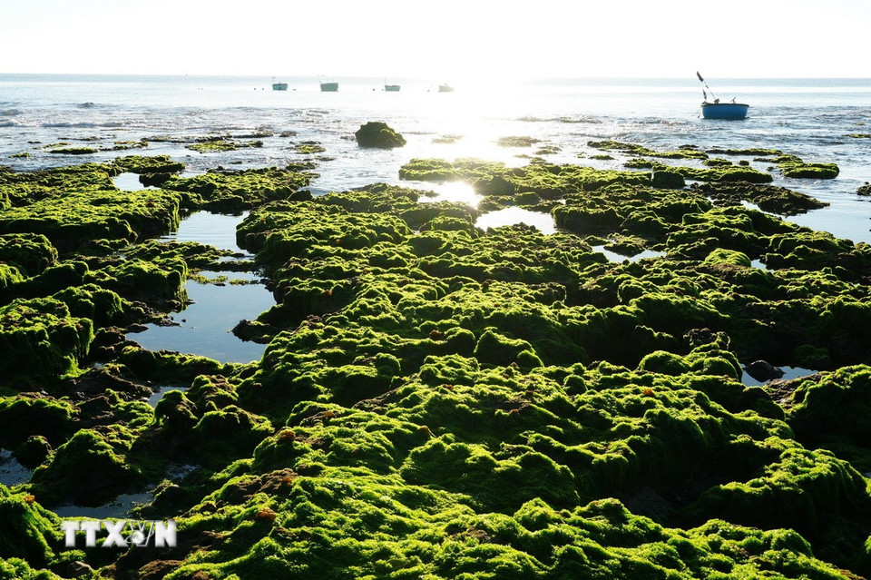 Vẻ đẹp của cánh đồng rong biển ở xã Phước Dinh (Khánh Hòa) vào sáng sớm. (Ảnh: Nguyễn Thành/TTXVN)