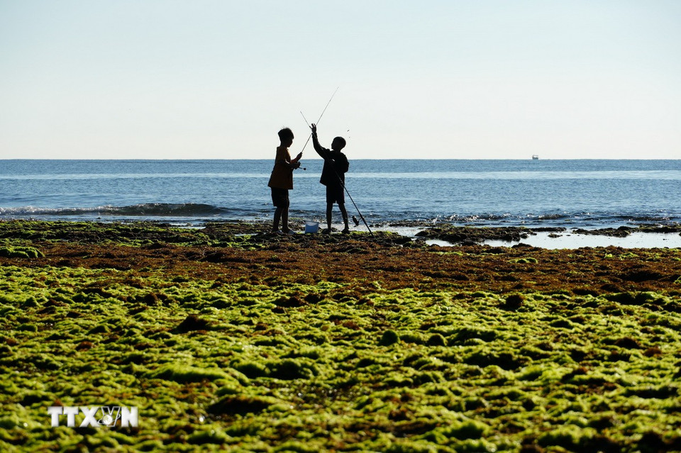 Vẻ đẹp nên thơ của cánh đồng rong biển ở xã Phước Dinh (Khánh Hòa). (Ảnh: Nguyễn Thành/TTXVN)