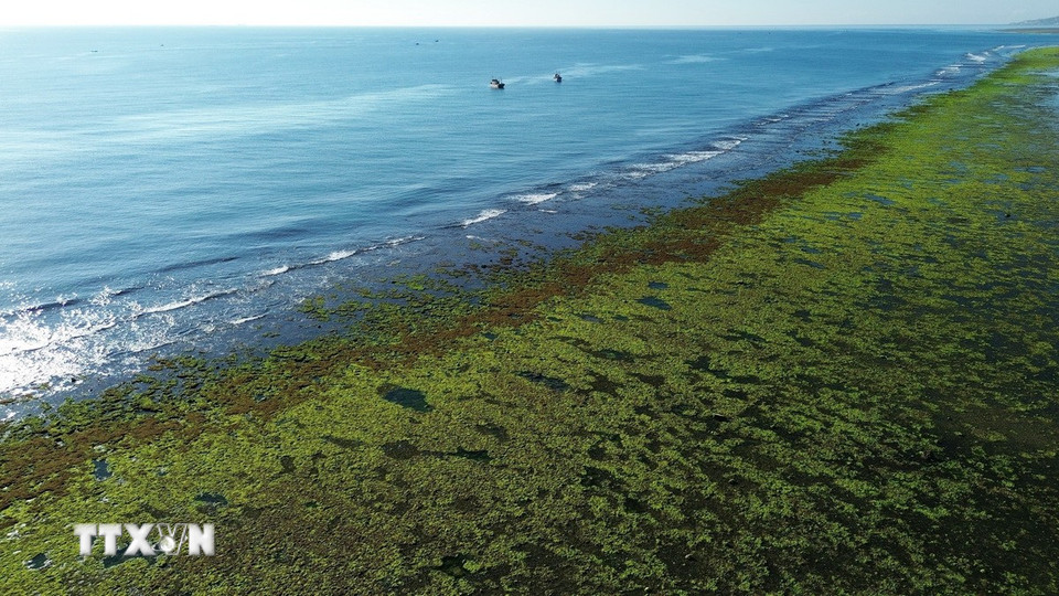 Cánh đồng rong biển ở xã Phước Dinh (Khánh Hòa). (Ảnh: Nguyễn Thành/TTXVN)