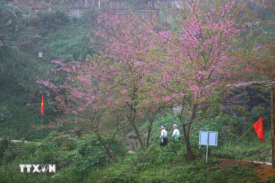 Sắc hồng của mai anh đào cùng những nét văn hoá trang phục dân tộc Mường tạo nên những điểm nhấn riêng biệt của du lịch xóm Mừng. (Ảnh: Trọng Đạt/TTXVN)