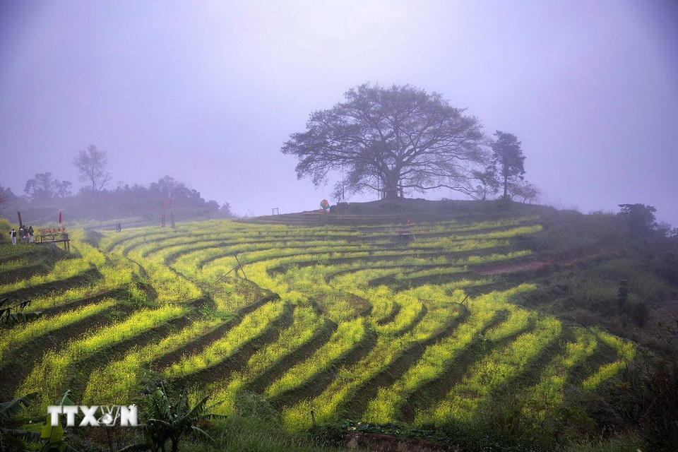 Thửa ruộng bậc thang trồng hoa cải vàng đang nở rộ tại xóm Mừng. (Ảnh: Trọng Đạt/TTXVN)