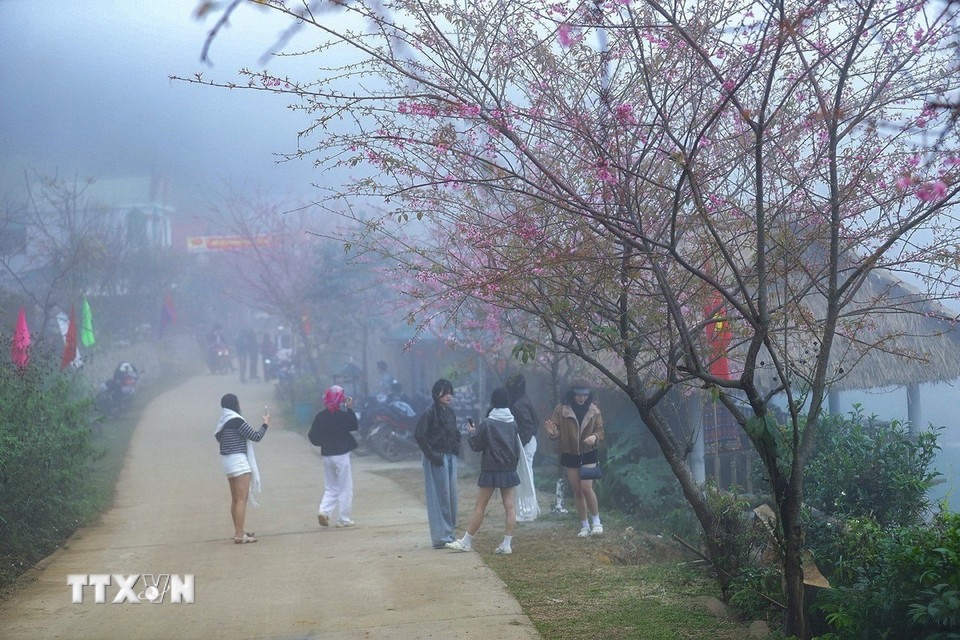 Rất đông du khách đến xóm Mừng để chụp ảnh hoa mai anh đào. (Ảnh: Trọng Đạt/TTXVN)