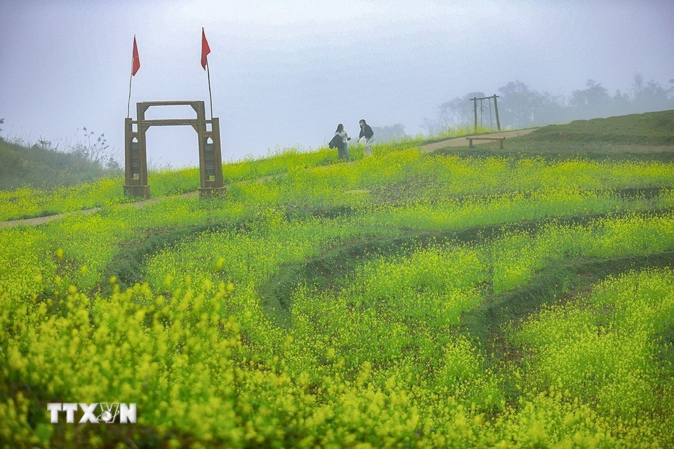 Cả cánh đồng bậc thang nhuộm sắc vàng hoa cải tại xóm Mừng. (Ảnh: Trọng Đạt/TTXVN)