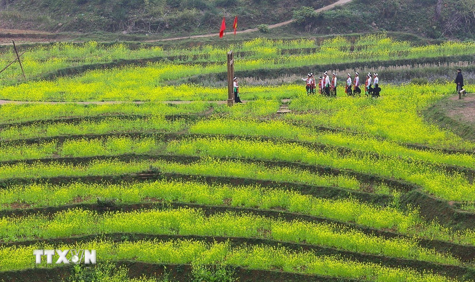 Cả cánh đồng bậc thang nhuộm sắc vàng hoa cải tại xóm Mừng. (Ảnh: Trọng Đạt/TTXVN)