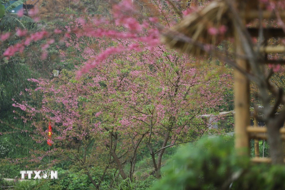 Bên những mái nhà của người dân xóm Mừng, hoa mai anh đào bung nở hồng rực rỡ. (Ảnh: Trọng Đạt/TTXVN)