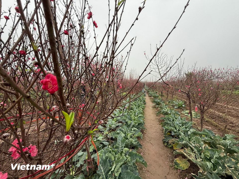 Nụ đào chờ mùa Xuân tới. (Ảnh: Thái Hà/Vietnam+)