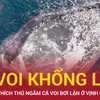 Tín hiệu vui cho môi trường Vịnh Nha Trang khi cá voi khổng lồ xuất hiện