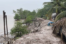 Tuyến đê bao ở ấp Mỹ Hiệp A, xã Nhị Long (Vĩnh Long) bị sạt lở nghiêm trọng. (Ảnh: Thanh Hòa/TTXVN)