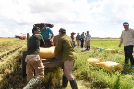 Nông dân Cuba thu hoạch lúa tại cánh đồng huyện Los Palacios, tỉnh Pinar del Rio. (Ảnh: Việt Hùng/TTXVN)