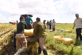 Nông dân Cuba thu hoạch lúa tại cánh đồng huyện Los Palacios, tỉnh Pinar del Rio. (Ảnh: Việt Hùng/TTXVN)