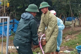 Đồn Biên phòng Tam Thanh, thành phố Đà Nẵng, giúp đỡ nhân dân di chuyển thiết bị điện dễ bị ngập nước đến nơi an toàn. (Ảnh: Đoàn Hữu Trung/TTXVN)