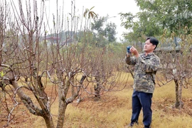 Nghề trồng đào mang lại hiệu quả kinh tế cao hơn hẳn so với các cây trồng khác. (Ảnh: Nguyễn Chinh/TTXVN)
