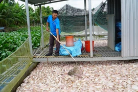 Cá điêu hồng nuôi lồng bè của người dân ở phường Hưng Phú, thành phố Cần Thơ, bị chết ngày 30/10/2025. (Ảnh: Thu Hiền/TTXVN)