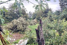 Mưa lớn kèm giông lốc làm gãy đổ nhiều cây trồng của người dân. (Ảnh: TTXVN phát)