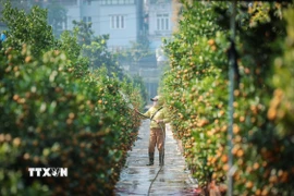 Người dân làng quất truyền thống Tứ Liên đang tập trung chăm sóc quất, sẵn sàng phục vụ dịp cao điểm vụ Tết nguyên đán Bính Ngọ. (Ảnh: Hoàng Hiếu/TTXVN)