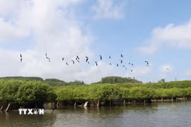 Từ khi được phục hồi, rừng ngập mặn mặn Bàu Cá Cái thu hút nhiều loài chim về làm tổ. (Ảnh:Phạm Cường/TTXVN)