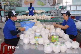 Chế biến dừa tươi. (Ảnh: Minh Trí/TTXVN)