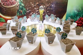 Năm 2026, cuộc thi ghi nhận quy mô lớn nhất từ trước đến nay, với 182 mẫu dự thi đến từ 81 đơn vị, đại diện cho 7 vùng nguyên liệu càphê trong cả nước. (Ảnh: Hoài Thu/TTXVN)