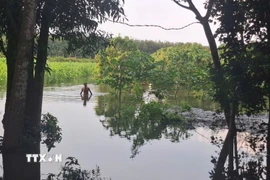 Vườn cây của các hộn dân tại ấp Tân Rú, xã Hồ Tràm ngập sâu trong nước, ảnh chụp ngày 15/11. (Ảnh: Hoàng Nhị/TTXVN.)