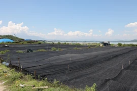 Vùng nuôi rong nho tại khu vực Hòn Khói (Khánh Hòa). (Ảnh: Đặng Tuấn/TTXVN)